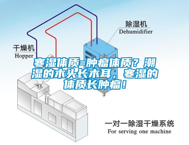 寒濕體質(zhì)=腫瘤體質(zhì)？潮濕的木頭長木耳，寒濕的體質(zhì)長腫瘤！